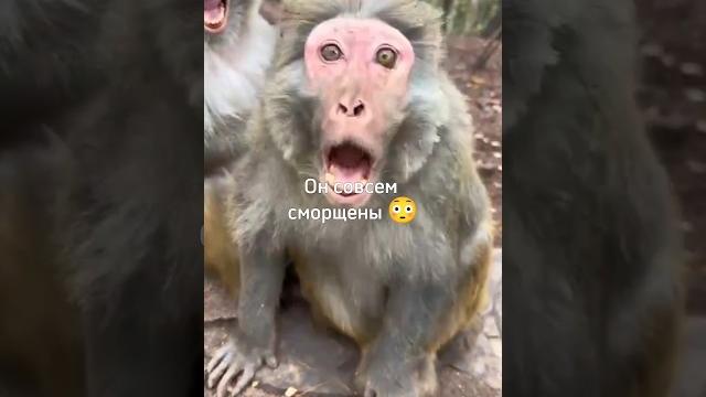 ЕГО ДАЖЕ МОЯ СОБАКА ЖЕВАЛА #monkey #обезьяна #omegaland #funny #прикол #animals #юмор #дуэт ЕГО ДАЖЕ МОЯ СОБАКА ЖЕВАЛА #monkey #обезьяна #omegaland #funny #прикол #animals #юмор #дуэт