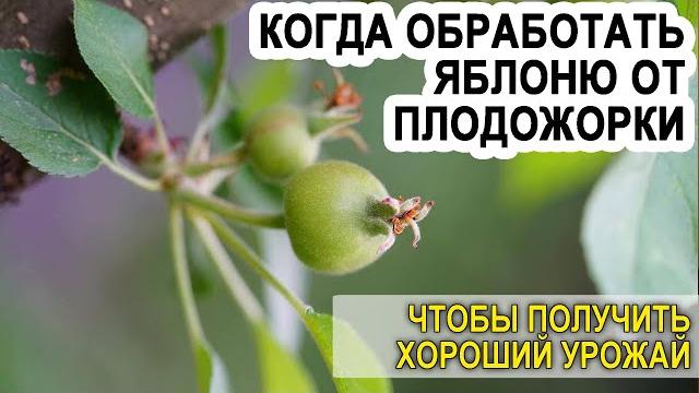 Когда обрабатывать яблоню от плодожорки Когда обрабатывать яблоню от плодожорки