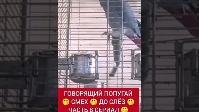ПОПУГАЙ МАТЕРИТСЯ СМЕХ ДО СЛЁЗ ЧАСТЬ 123 ПОПУГАЙ МАТЕРИТСЯ СМЕХ ДО СЛЁЗ ЧАСТЬ 123