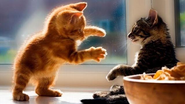 The funniest and cutest kittens in the world! The best videos with cats and kittens! The funniest and cutest kittens in the world! The best videos with cats and kittens!