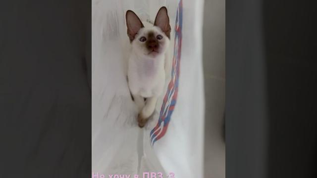 Ориентальный котёнок / Смешные видео Ориентальный котёнок / Смешные видео