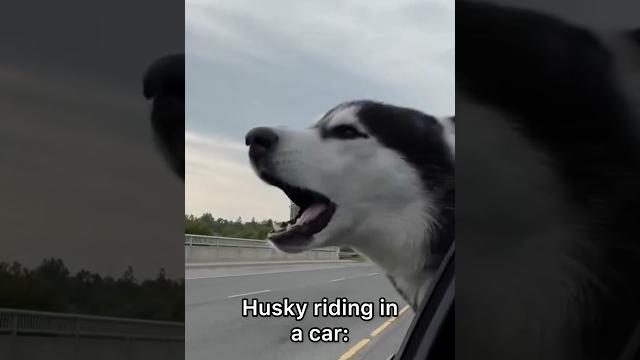 German Shepherd vs Husky Funniest Huskies | Best Videos #husky #doglovers #huskydog #shorts #dog German Shepherd vs Husky Funniest Huskies | Best Videos #husky #doglovers #huskydog #shorts #dog