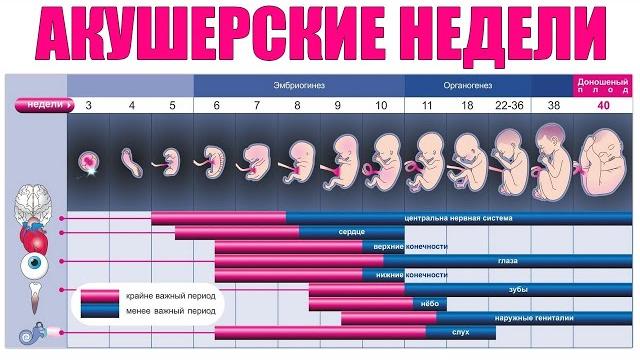 АКУШЕРСКИЕ НЕДЕЛИ БЕРЕМЕННОСТИ | Что такое акушерские недели беременности и зачем они нужны АКУШЕРСКИЕ НЕДЕЛИ БЕРЕМЕННОСТИ | Что такое акушерские недели беременности и зачем они нужны