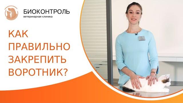 Как правильно надеть ветеринарный воротник на кота? Как надеть воротник на кота. Биоконтроль. 18+ Как правильно надеть ветеринарный воротник на кота? Как надеть воротник на кота. Биоконтроль. 18+