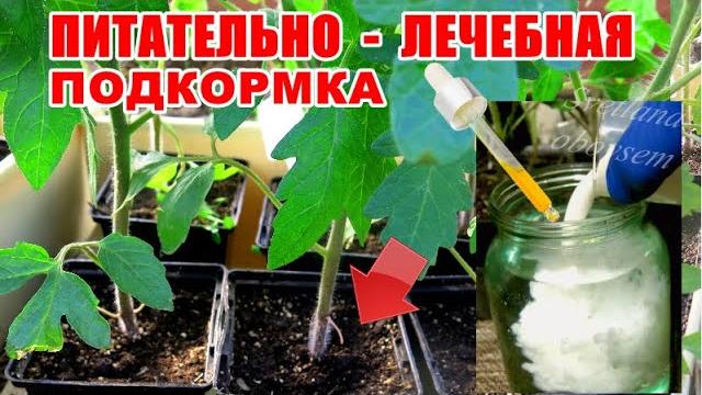 ВСЕГО ОДНА КАПЛЯ СПАСЕТ ТОМАТЫ ОТ ГРИБКОВЫХ И ВИРУСНЫХ ЗАБОЛЕВАНИЙ.УРОЖАЙ БУДЕТ УДИВИТЕЛЬНЫЙ,ВКУСНЫЙ ВСЕГО ОДНА КАПЛЯ СПАСЕТ ТОМАТЫ ОТ ГРИБКОВЫХ И ВИРУСНЫХ ЗАБОЛЕВАНИЙ.УРОЖАЙ БУДЕТ УДИВИТЕЛЬНЫЙ,ВКУСНЫЙ