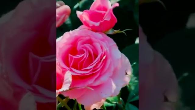 Роза Поэзия Poesie Роза Поэзия Poesie