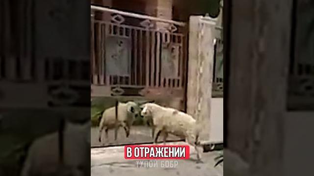 УДИВИТЕЛЬНЫЙ БАРАН! УДИВИТЕЛЬНЫЙ БАРАН!