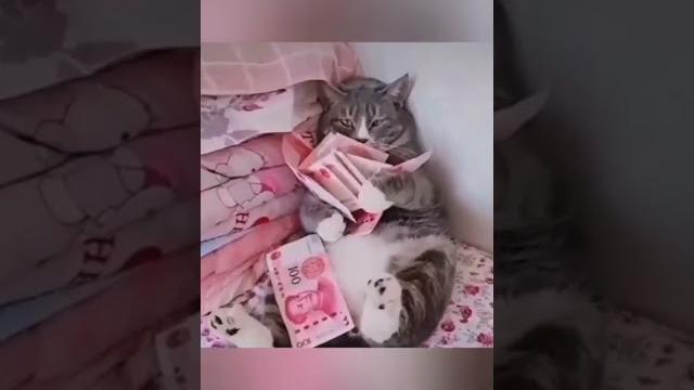 Коты хулиганы (из выпуска #72) #shorts Коты хулиганы (из выпуска #72) #shorts