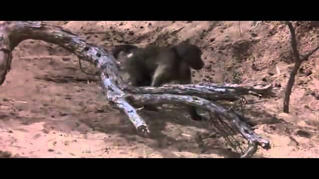 Пьяные животные Пьяные животные