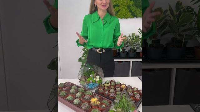 Как пересадить кактус и не уколоть руки? #кактусы #кактус #пересадкарастений #уходзарастениями Как пересадить кактус и не уколоть руки? #кактусы #кактус #пересадкарастений #уходзарастениями