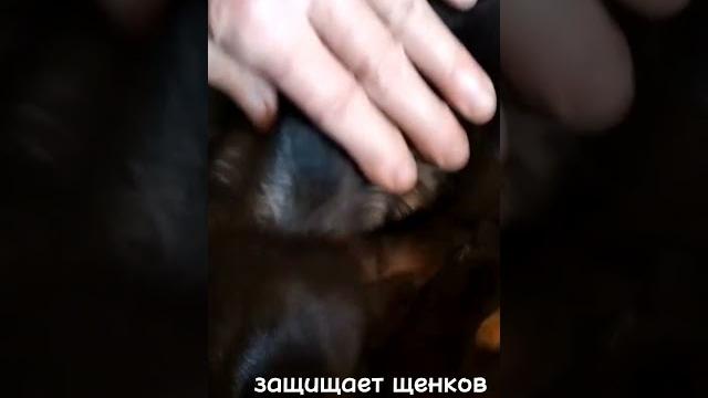 Как собака защищает щенков Как собака защищает щенков