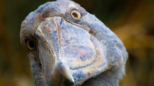 Top 5 David Attenborough Moments | BBC Earth Top 5 David Attenborough Moments | BBC Earth