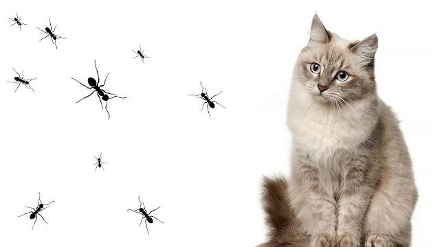 Games for cats ants Games for cats ants