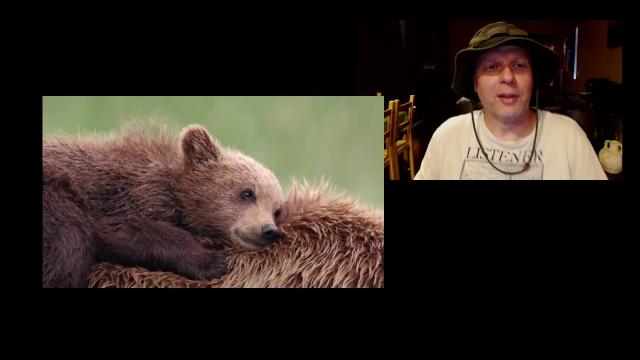 ТОП 5 Лучшие видео с медведем ТОП 5 Лучшие видео с медведем