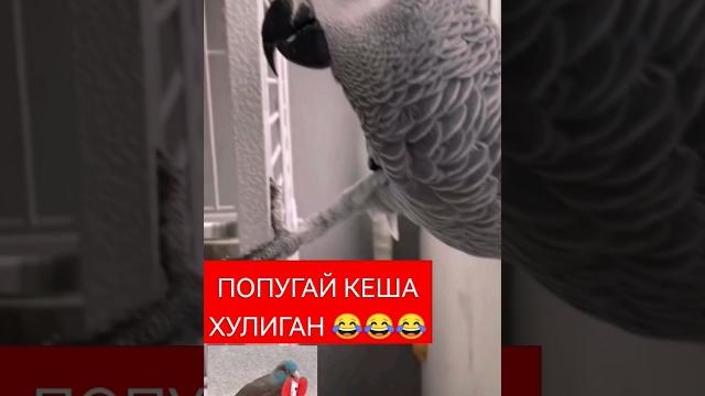 ПОПУГАЙ ХИТРЫЙ СМЕХ ДО СЛЁЗ ПРОДОЛЖЕНИЕ В ПРОФИЛЕ ПОПУГАЙ ХИТРЫЙ СМЕХ ДО СЛЁЗ ПРОДОЛЖЕНИЕ В ПРОФИЛЕ