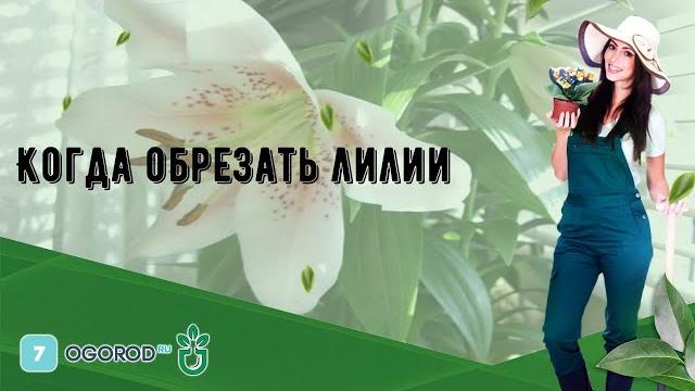 Когда обрезать лилии Когда обрезать лилии