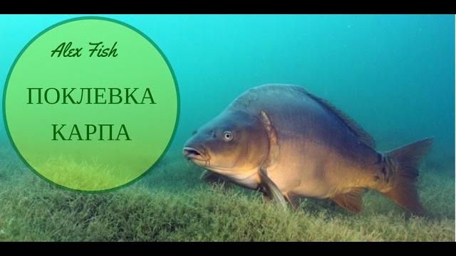 Поклевка под водой КАРПА на бойлы!!! Bite Carp. Поклевка под водой КАРПА на бойлы!!! Bite Carp.