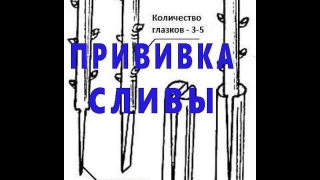 Прививка сливы весной - Учимся вместе. Прививка сливы весной - Учимся вместе.