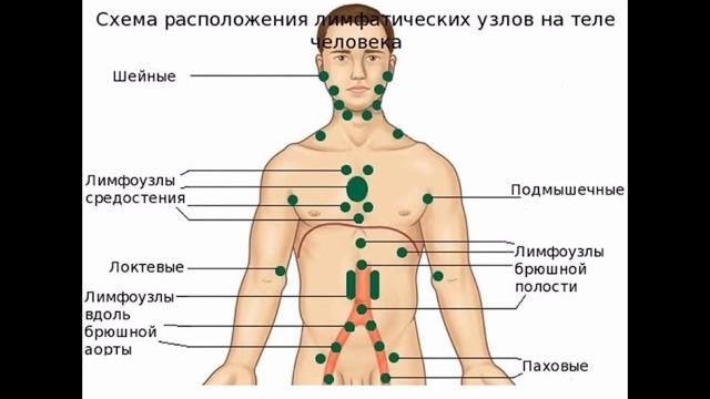 Почему воспаляются лимфоузлы у детей и взрослых? Почему воспаляются лимфоузлы у детей и взрослых?