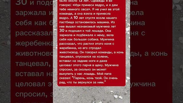 Лошадь узнала хозяина через 10 лет: трогательная история #лошади #трогательнаяистория #животные Лошадь узнала хозяина через 10 лет: трогательная история #лошади #трогательнаяистория #животные