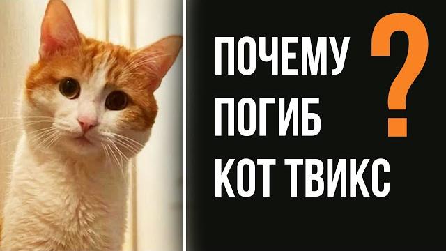 Кот Твикс: полуправда ничего не изменит Кот Твикс: полуправда ничего не изменит