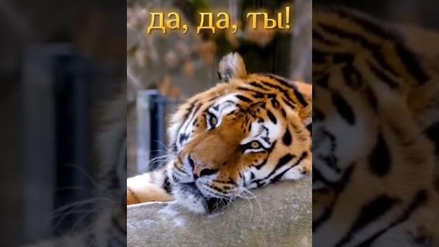 Пожелание в год тигра Пожелание в год тигра