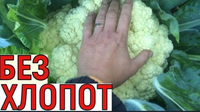 ВЫРАЩИВАНИЕ ЦВЕТНОЙ КАПУСТЫ ОТ СЕМЯН ДО УРОЖАЯ ВЫРАЩИВАНИЕ ЦВЕТНОЙ КАПУСТЫ ОТ СЕМЯН ДО УРОЖАЯ