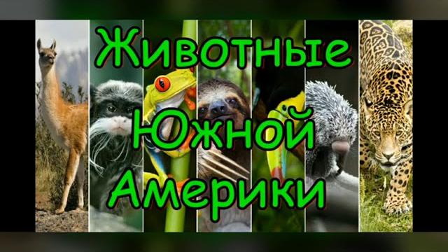 ЖИВОТНЫЕ ЮЖНОЙ АМЕРИКИ ЖИВОТНЫЕ ЮЖНОЙ АМЕРИКИ