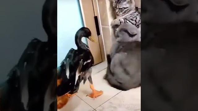 самый смешной гусь #shorts самый смешной гусь #shorts