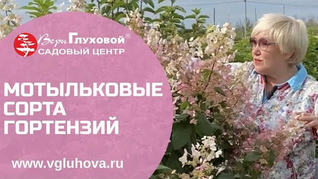 Мотыльковые сорта гортензий Мотыльковые сорта гортензий