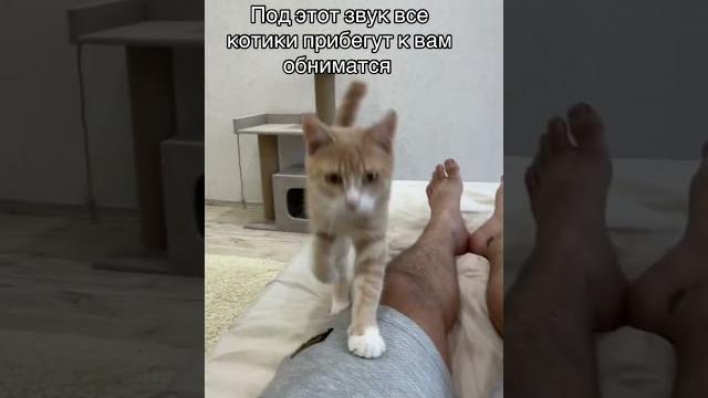 Под этот звук все котики прибегут к вам обниматься Под этот звук все котики прибегут к вам обниматься