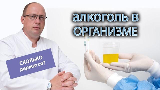 ⏳ Сколько в организме держится алкоголь ⏳ Сколько в организме держится алкоголь