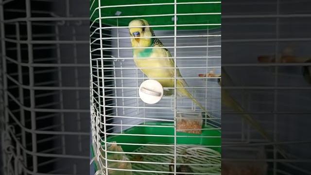 Молчаливый попугай #прикол с попугаем #волнистый попугай #попугай #приколы #смешное видео #shorts Молчаливый попугай #прикол с попугаем #волнистый попугай #попугай #приколы #смешное видео #shorts