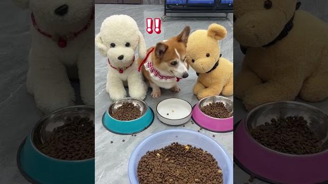 You are really pissing off the dog. Dog. Corgi. When you have a greedy puppy. The fun of raising You are really pissing off the dog. Dog. Corgi. When you have a greedy puppy. The fun of raising