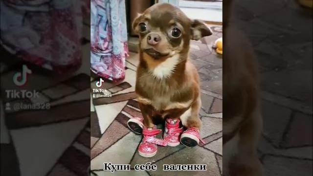 чихуа приколы. чихуахуа. чихуа приколы. чихуахуа.