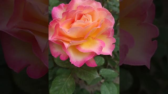 Доброе утро,хорошего дня открытки на каждый день #открытка #доброеутро #видеооткрытка #доброеутречко Доброе утро,хорошего дня открытки на каждый день #открытка #доброеутро #видеооткрытка #доброеутречко