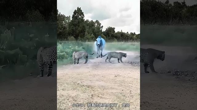 Леопард пропускает корову Мир животных Забавное животное видео Леопард и корова Мир животных Леопард пропускает корову Мир животных Забавное животное видео Леопард и корова Мир животных