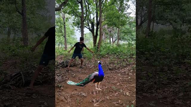 Real Peacock Catching attack #shortsvideo #video #wildlife #youtubeshorts #trend #shortsviral Real Peacock Catching attack #shortsvideo #video #wildlife #youtubeshorts #trend #shortsviral