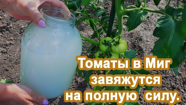 Томаты в Миг пойдут в рост Подкормка в Июне. Не пропустите и получите богатый урожай помидор. Томаты в Миг пойдут в рост Подкормка в Июне. Не пропустите и получите богатый урожай помидор.