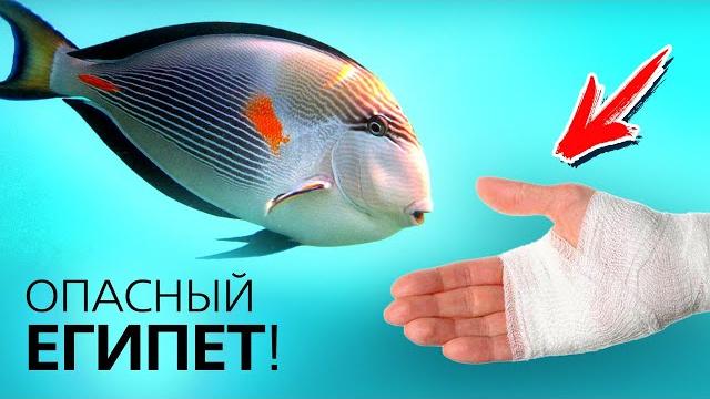 Опасный Шарм Эль Шейх Кого стоит бояться в Красном море Опасный Шарм Эль Шейх Кого стоит бояться в Красном море