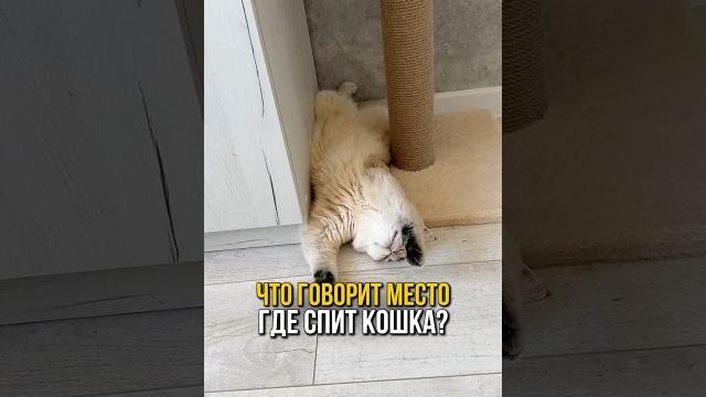 О чем говорит место где спит кошка? О чем говорит место где спит кошка?