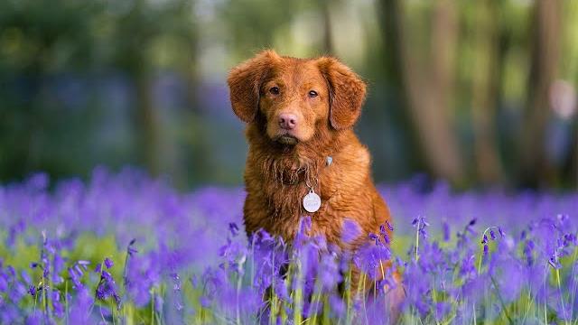 Calming music for nerves my dog healing music for the heart and blood vessels, music for the soul Calming music for nerves my dog healing music for the heart and blood vessels, music for the soul