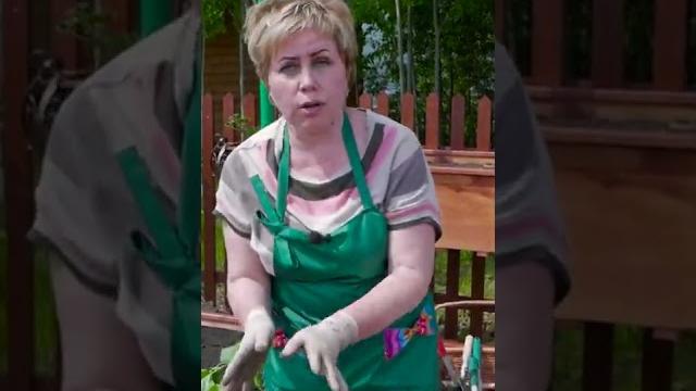 Как правильно сажать баклажаны в открытый грунт Как правильно сажать баклажаны в открытый грунт
