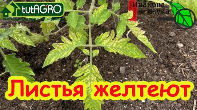ЖЕЛТЕЮТ ЛИСТЬЯ - СУПЕРСРЕДСТВО ДРОЖЖИ! Если на нижних листьях пятна, листья вянут надо СРОЧНО... ЖЕЛТЕЮТ ЛИСТЬЯ - СУПЕРСРЕДСТВО ДРОЖЖИ! Если на нижних листьях пятна, листья вянут надо СРОЧНО...