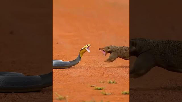 Mongoose vs Cobra | Real Wild Animal Fight | Nature Battle Caught on Camera in American Wilderness Mongoose vs Cobra | Real Wild Animal Fight | Nature Battle Caught on Camera in American Wilderness