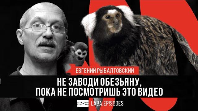 Не заводи обезьяну, пока не услышишь @ZoocomClub Не заводи обезьяну, пока не услышишь @ZoocomClub