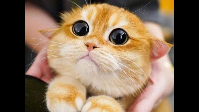 He is so cute! Funny animal video! You will laugh! He is so cute! Funny animal video! You will laugh!