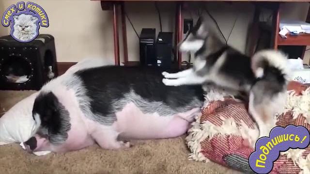 Хаски Будит Свинью. Ржака !!!! Хаски Будит Свинью. Ржака !!!!