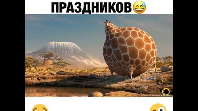 Животные после новогодних праздников Животные после новогодних праздников