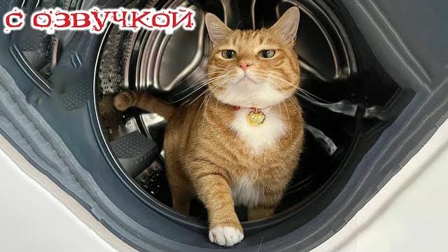 Приколы с котами! - С ОЗВУЧКОЙ! Коты, кошки, собаки и ДРУГИЕ Смешные животные! Ржака до слёз Приколы с котами! - С ОЗВУЧКОЙ! Коты, кошки, собаки и ДРУГИЕ Смешные животные! Ржака до слёз